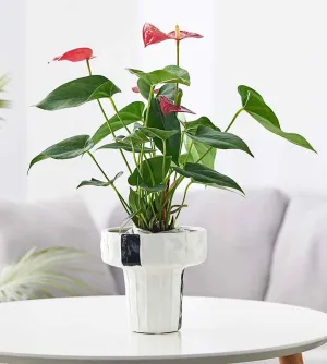 Modern Chic Planter - White & Black Design